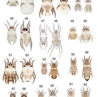 Feather mites (Pterolichoidea) recorded on non-passerine birds of... | Download Scientific Diagram