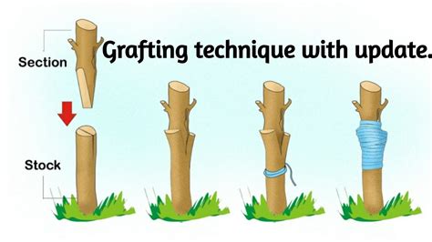 Easy Grafting Method - YouTube