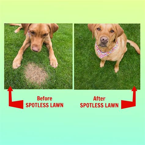 Spotless Lawn Dog Spot Aid | Natures Lawn & Garden