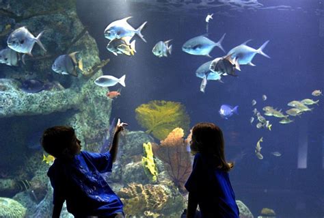 Photo Gallery: The Oklahoma Aquarium through the years