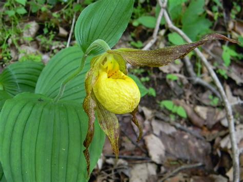 Yellow lady slipper | Lady slipper orchid, Wild orchid, Native plants