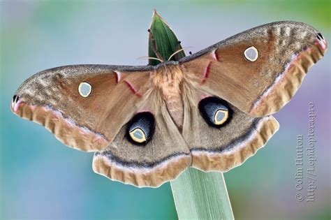 Antheraea polyphemus — Polyphemus Moth