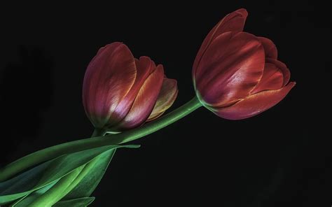 Wallpaper Red tulips, black background 1920x1200 HD Picture, Image