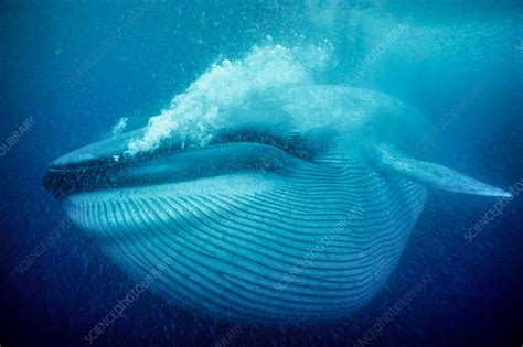 Blue whale underwater - Stock Image - C041/6426 - Science Photo Library