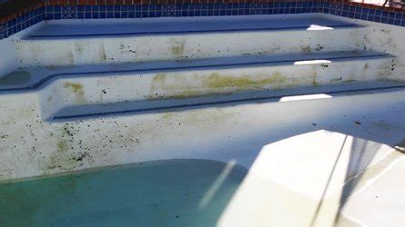 Pool Algae Removal & Treatment In San Diego | ProTouch