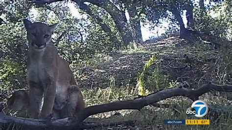 Man captures rare glimpse of mountain lion family in Angeles National ...