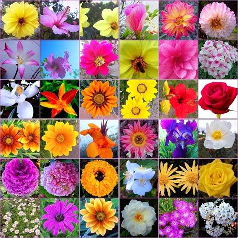 100+ Different Types of Flowers and Their Names | Bach flowers, Different types of flowers ...