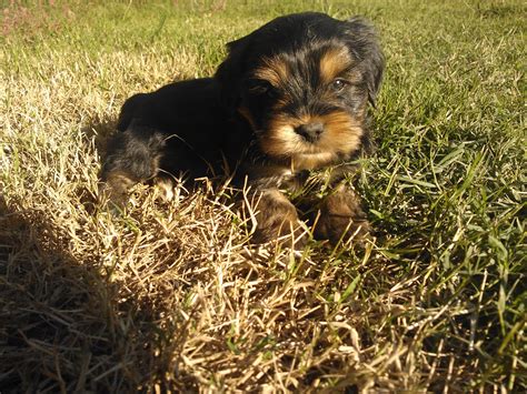 Corkie Puppies! | Puppies, Corkie, Yorkie