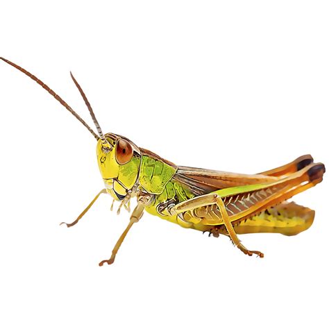 Identify and Control Grasshoppers