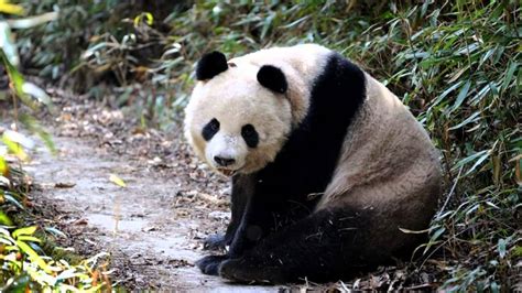 Encounter With Wild Qinling Pandas In Foping Nature Reserve, China - YouTube