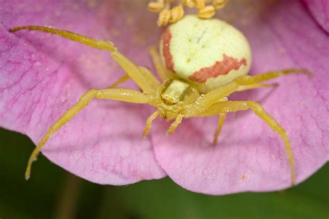 Rylee Isitt Photography - Flower Crab Spider (Misumena vatia) II