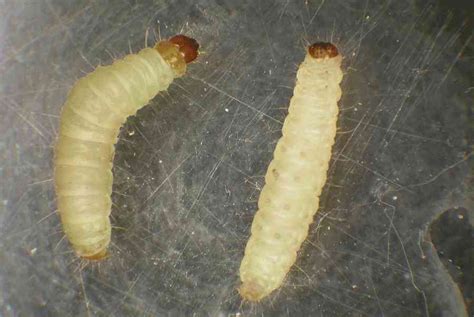 White Worms Crawling Up the Walls!