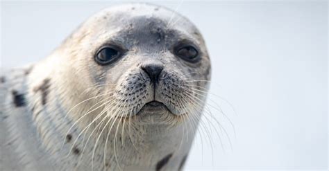 10 Incredible Harp Seal Facts - Wiki Point