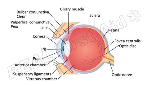 Conjunctiva Anatomy - Anatomy Reading Source