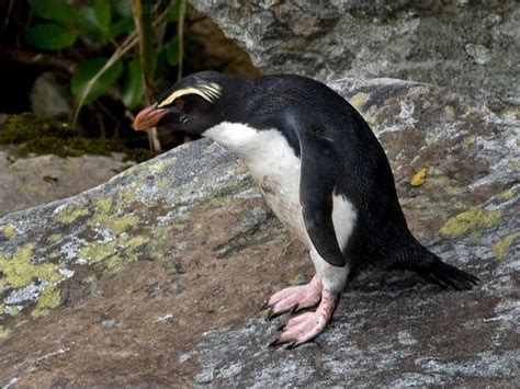 Fiordland Penguin photo image 3 of 7 by Ian Montgomery at birdway.com.au