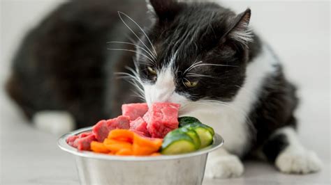 How To Choose Cat Food for Kidney Disease - The Cat Bandit Blog