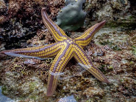 Pyramid Sea Star (Creatures of Culebra Reef Gardens) · iNaturalist