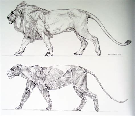 animals real and imagined - Google Search | Animal drawings, Cat anatomy, Lion anatomy