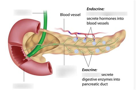 Pancreas diagram Diagram | Quizlet