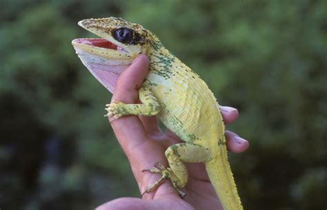 A Yellow Knight Anole - Anole Annals