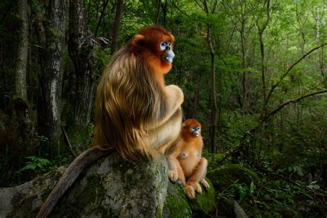 These award-winning wildlife photos will remind you just how beautiful ...