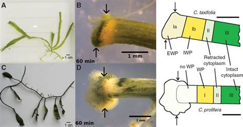 Wound plug chemistry and morphology of two species of Caulerpa – a comparative Raman microscopy ...