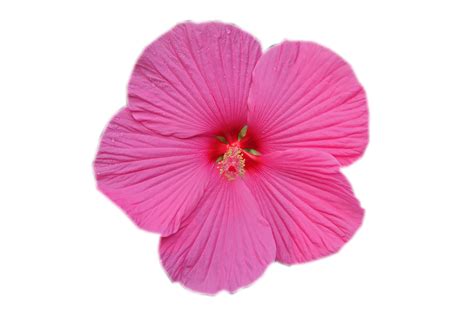 Hibiscus Flower Fauna - Free photo on Pixabay - Pixabay