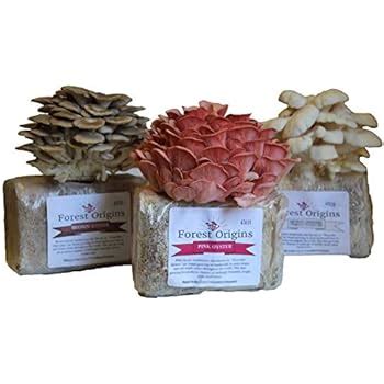 Amazon.com : Morel Mushroom Kit : Raised Garden Kits : Garden & Outdoor