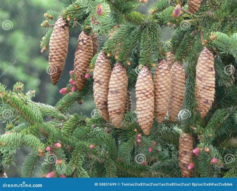 Norway Spruce (Picea Abies) - Pine Cones Stock Image - Image: 50831699