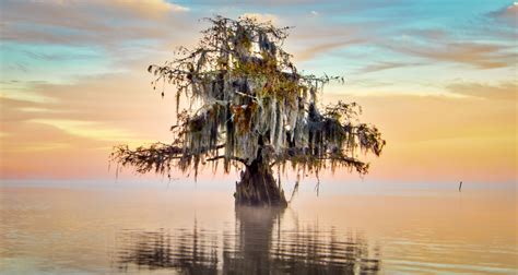 Lake Maurepas trip results in amazing photos - Andy Crawford Photography