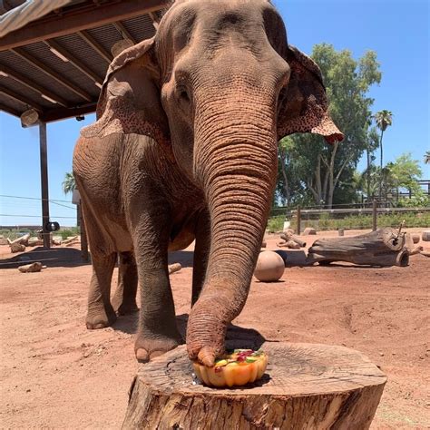 Elephants Phoenix Zoo Tour - When In Your State