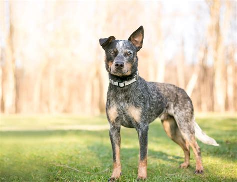 Herding Dog Breeds | The Smart Dog Guide