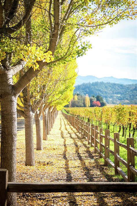 Napa Valley Fall Photograph by Aileen Savage - Fine Art America