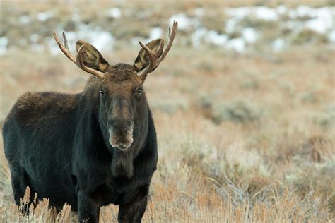 Bull Moose Portrait | A young bull moose, with small antlers… | Flickr