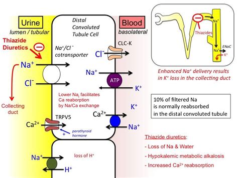 thiazide diuretics Edema Causes, Loop Of Henle, Loop Diuretic, Metabolic Alkalosis, Nursing ...