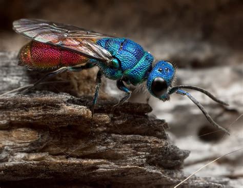 Cuckoo Wasp 🐝 Chrysididae | Wasp, Bees and wasps, Cuckoo