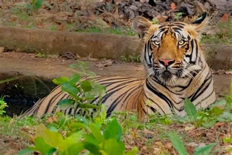 Sundarbans Tiger Reserve Reopens For Tourists With These Safety ...