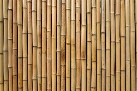 10 Eco-friendly bamboo facts - a zero-waste, plastic free organic plant