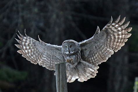 Barred Owl Landing