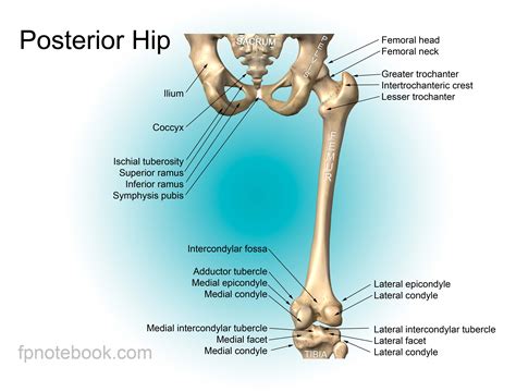 Hip Anatomy