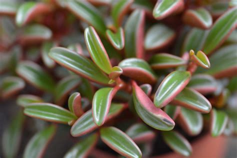 Peperomia Graveolens Care: How to Grow & Care for the Blue Glow Peperomia