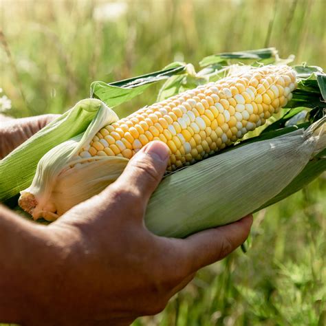 Preserving Corn: How to Vacuum Seal and Freeze Corn on the Cob - Avid Armor