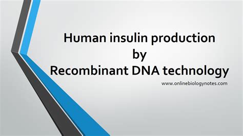 Human insulin production by genetic engineering - Online Biology Notes