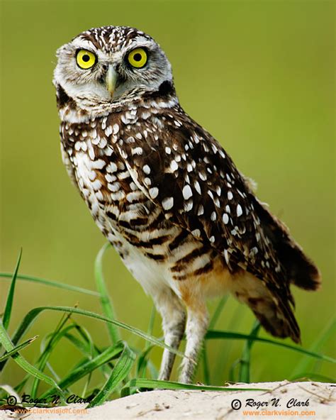 Burrowing Owl Wild Bird Identification ~ Bird and Bird