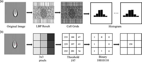 Local binary patterns. a) The procedure on local binary patterns... | Download Scientific Diagram