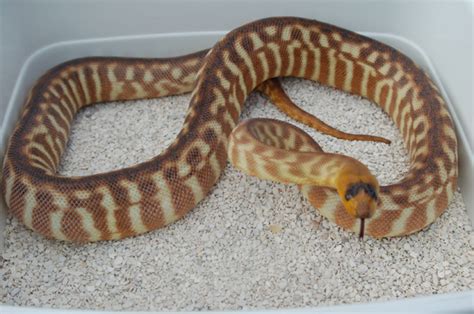 Woma Pythons at AAR