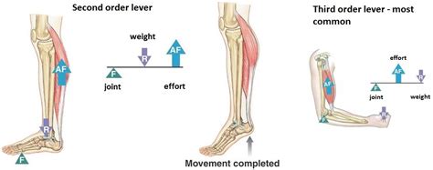 Examples Of Third Class Levers In The Human Body