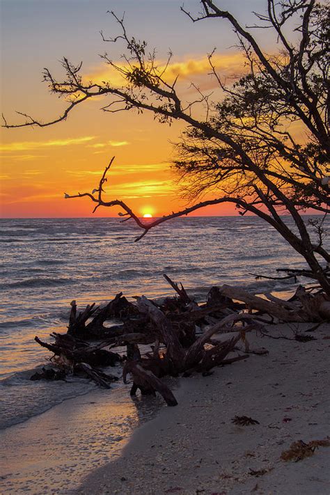 Sunset Cradled by a Tree on Barefoot Beach Florida Photograph by Artful Imagery - Fine Art America