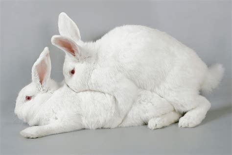 Complete Guide On Breeding A New Zealand White Rabbit