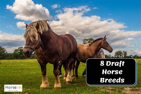 8 Breathtaking Draft Horse Breeds: All You Need to Know